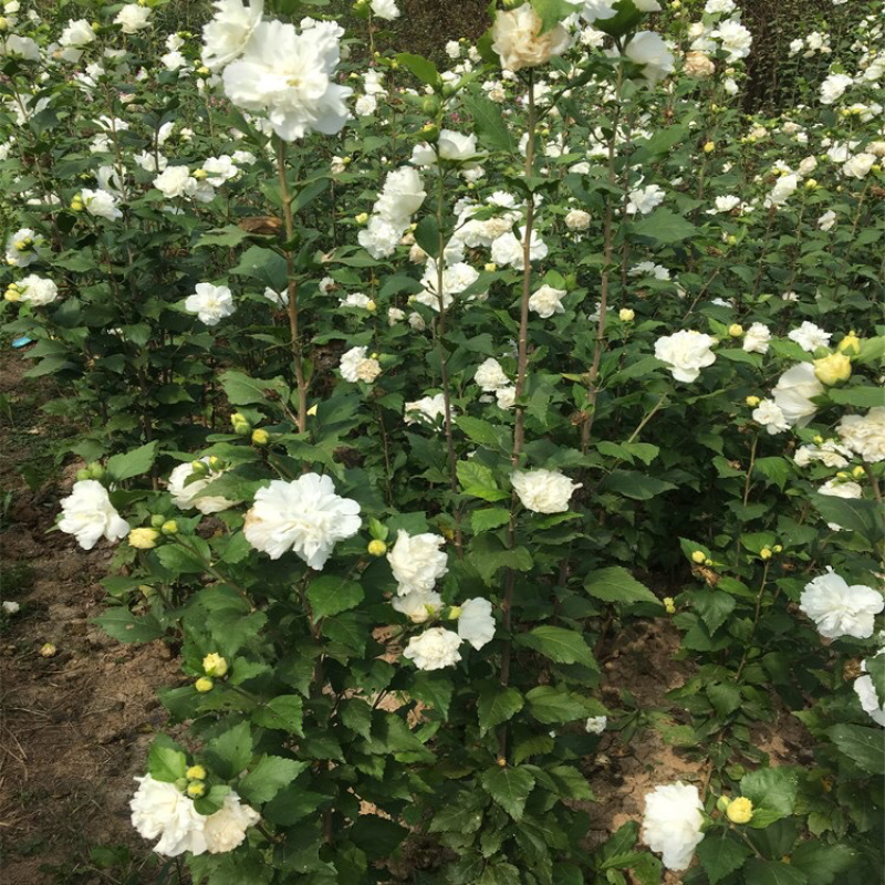 白木槿木槿树苗木槿花白花木槿花苗可食用
