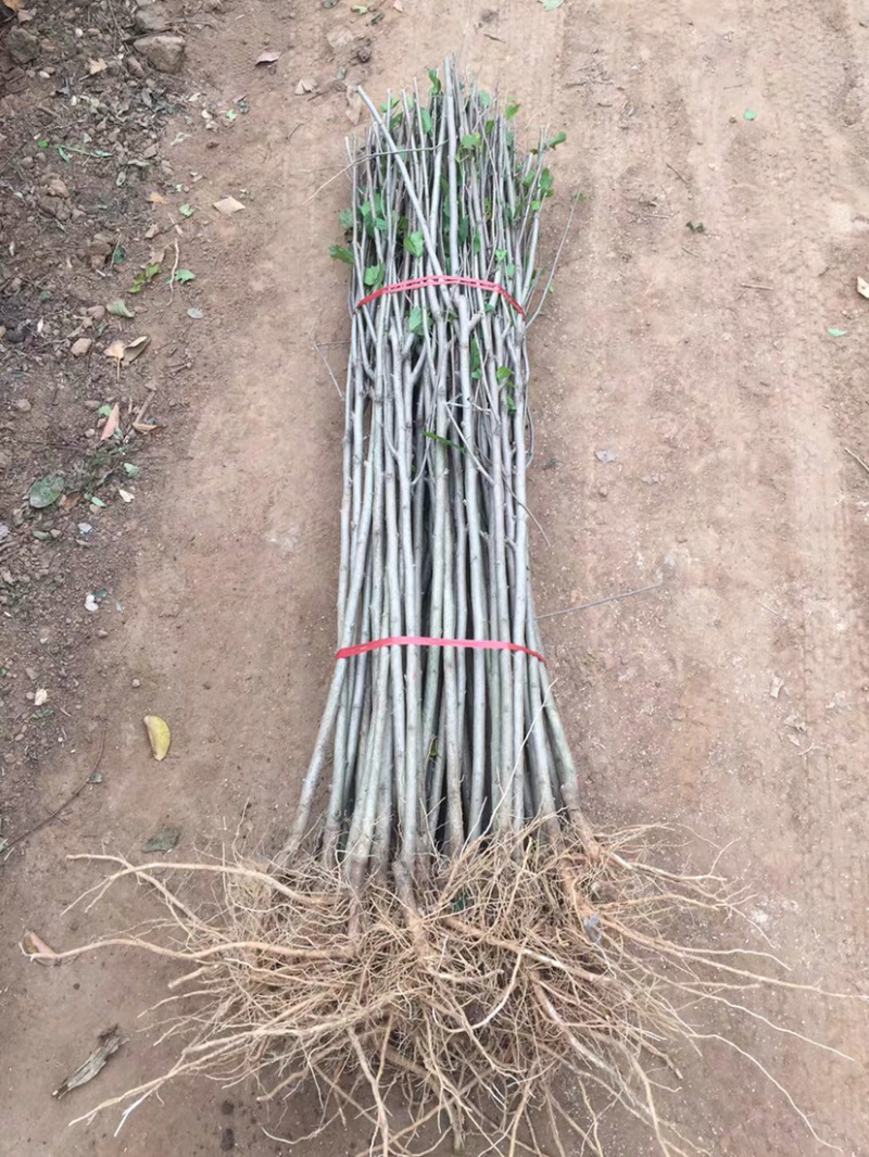 白木槿木槿树苗木槿花白花木槿花苗可食用
