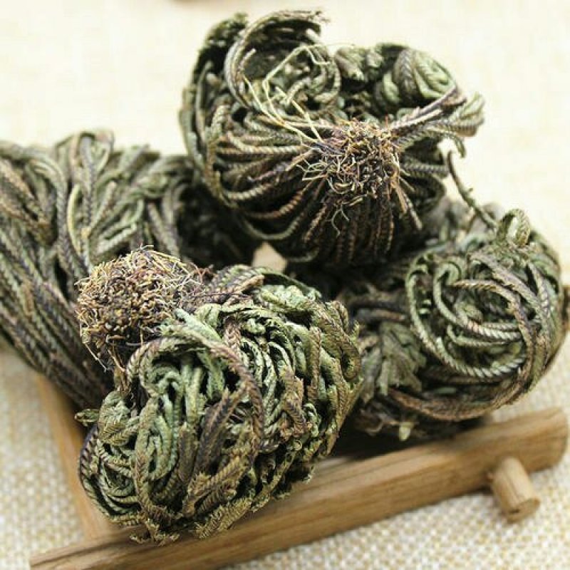 卷柏，常年批发供应，卷柏，九死还魂草，中草药