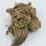 卷柏，常年批发供应，卷柏，九死还魂草，中草药