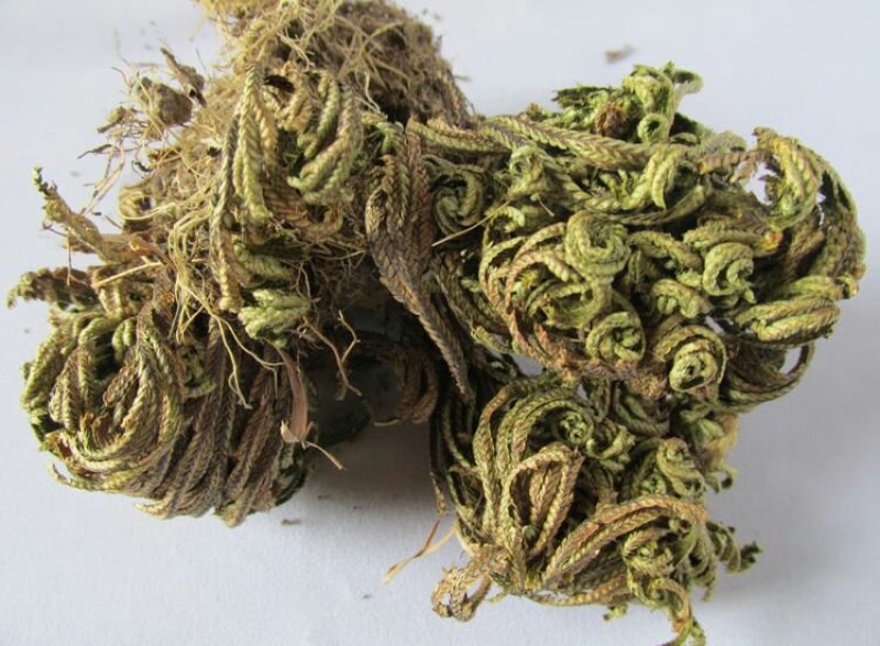 卷柏，常年批发供应，卷柏，九死还魂草，中草药