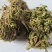 卷柏，常年批发供应，卷柏，九死还魂草，中草药