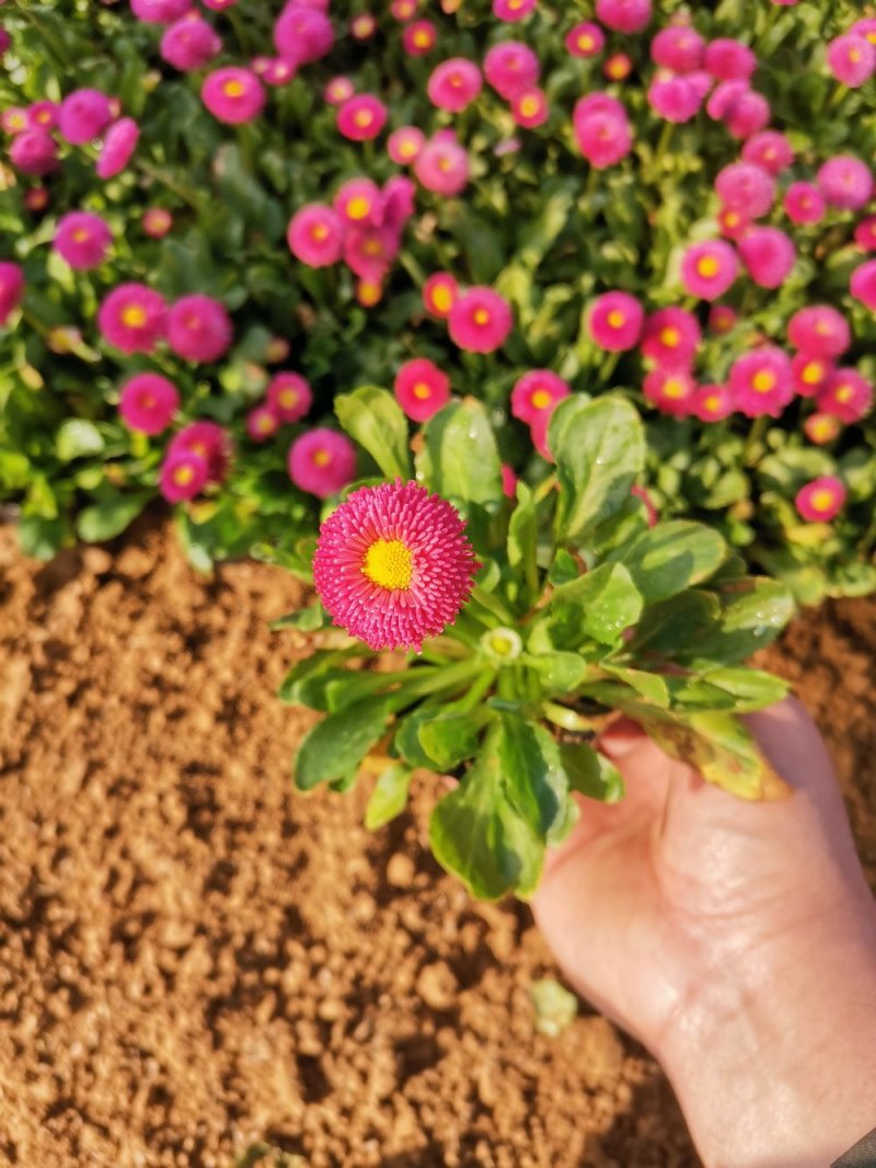 雏菊盆栽雏菊组摆花卉基地直供欢迎实地看货