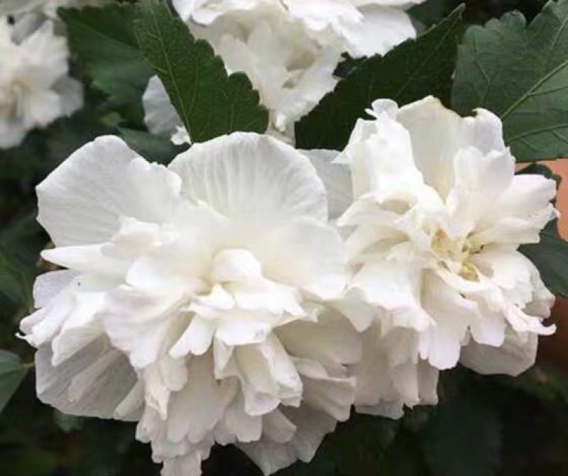白木槿木槿树苗木槿花白花木槿花苗可食用