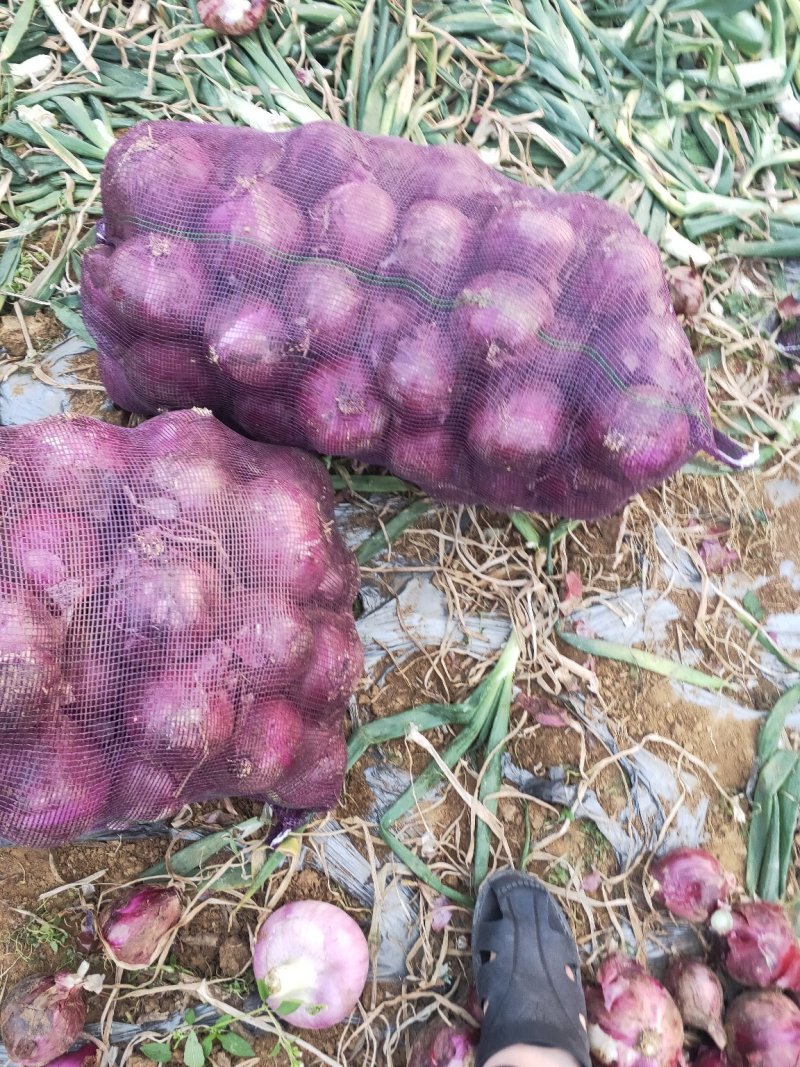 大小洋葱大量现货需要的云南大量上市，货源充足，等候新老客