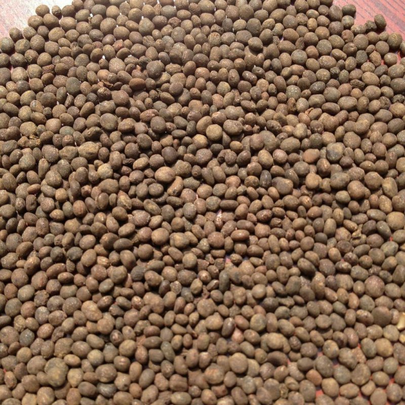 急性子，常年批发供应急性子，中药材