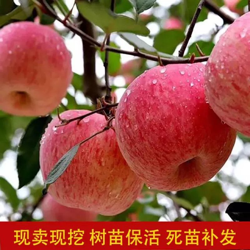 红富士苹果树苗，包品种，包成活现挖现发品种正宗