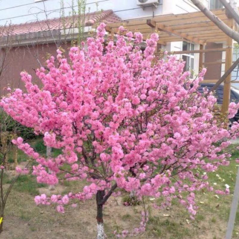 榆叶梅榆叶梅苗梅花树苗榆叶梅树苗耐寒耐阴植物
