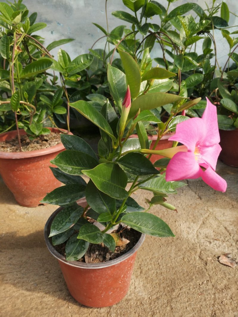 飘香藤，花株茂盛，颜色多好管理，规格齐全花期长