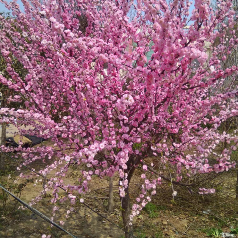 榆叶梅榆叶梅苗梅花树苗榆叶梅树苗耐寒耐阴植物