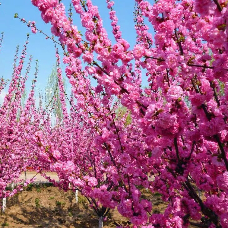 榆叶梅榆叶梅苗梅花树苗榆叶梅树苗耐寒耐阴植物