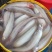 龙头鱼，豆腐鱼，九吐鱼