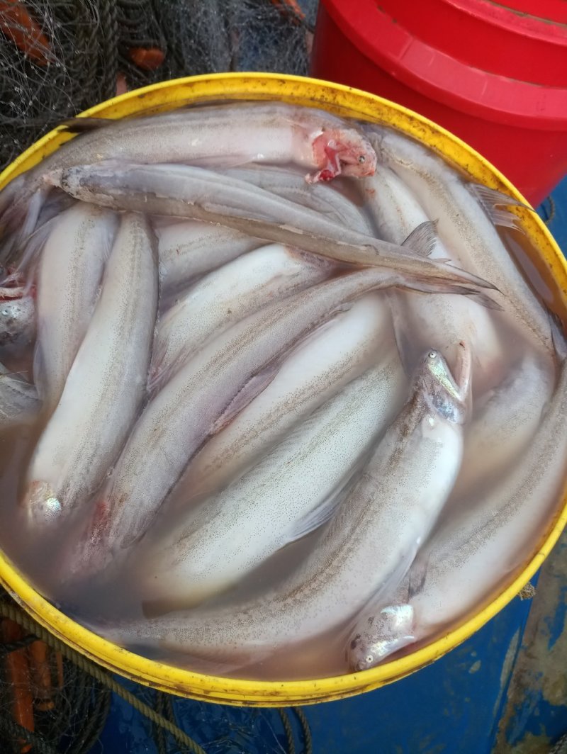 龙头鱼，豆腐鱼，九吐鱼