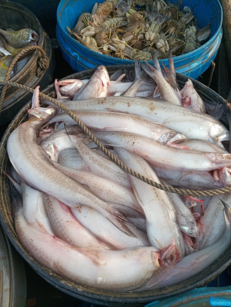 龙头鱼，豆腐鱼，九吐鱼