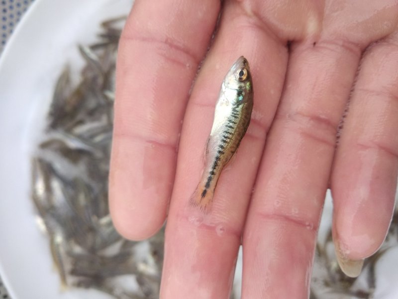 加州鲈鱼苗忧鲈三号已驯化饲料