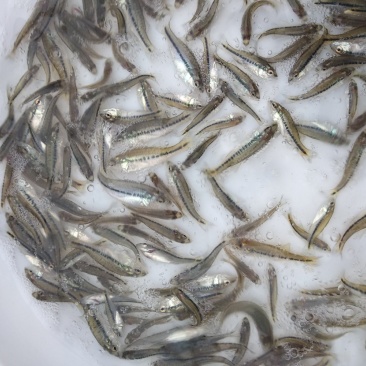 加州鲈鱼苗忧鲈三号已驯化饲料