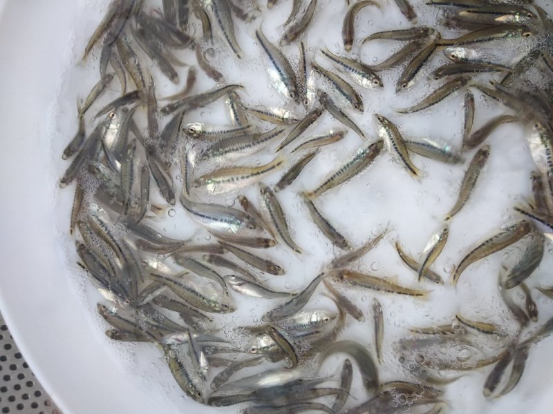 加州鲈鱼苗忧鲈三号已驯化饲料