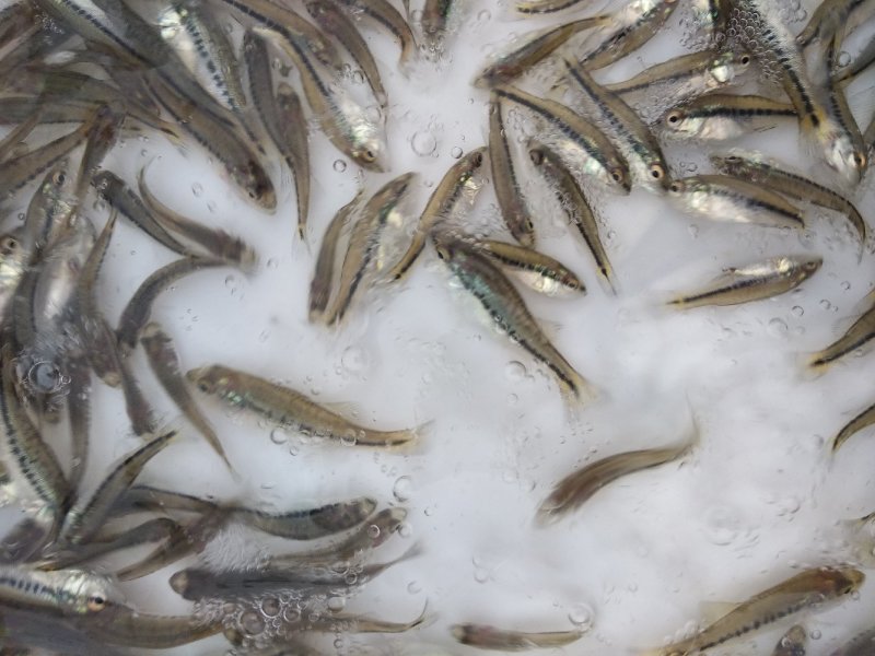 加州鲈鱼苗忧鲈三号已驯化饲料