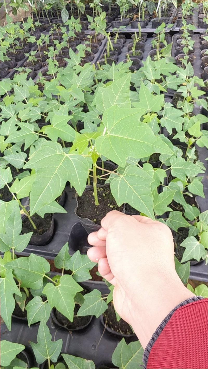 木瓜苗、苗子健康、无病毒