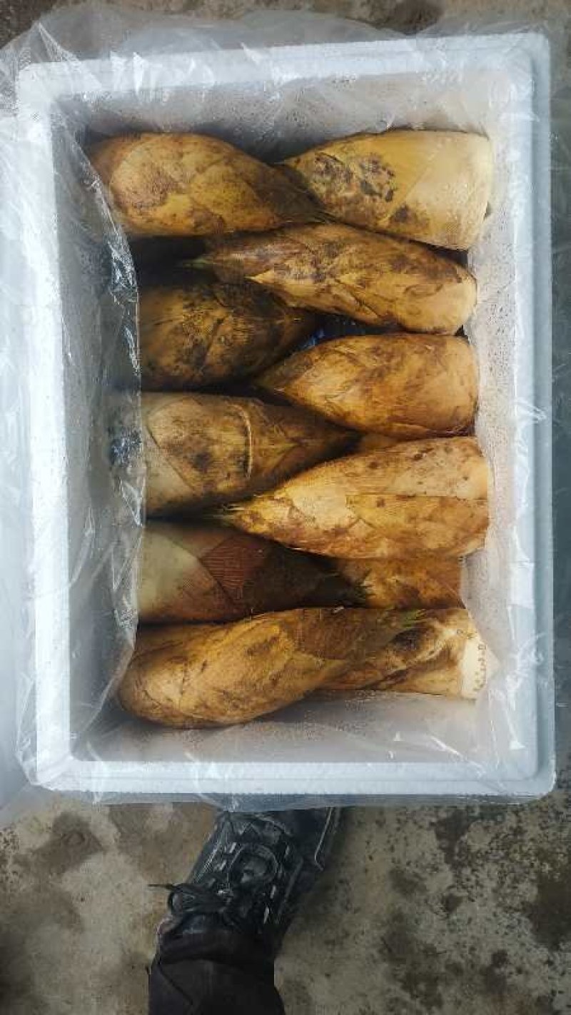 冬笋精品上市！！！！！！！！！！！！！！！！！