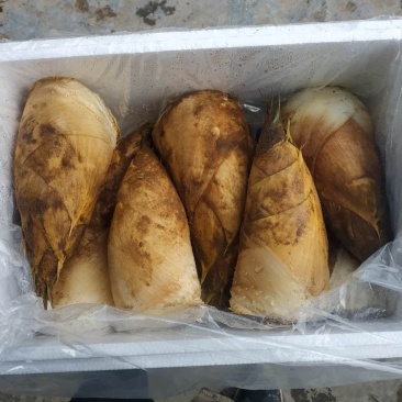 冬笋精品上市！！！！！！！！！！！！！！！！！