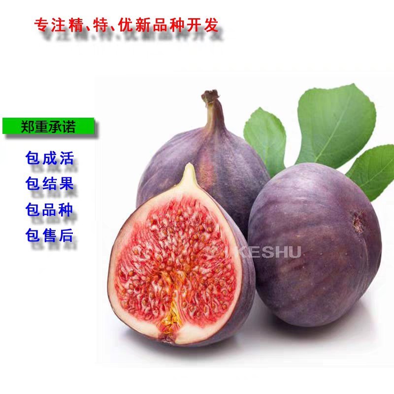 波姬红无花果，果大红且甜，包品种，现挖现发