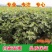 波姬红无花果，果大红且甜，包品种，现挖现发
