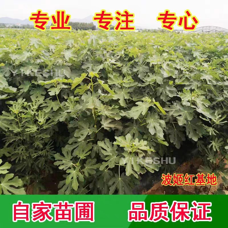 波姬红无花果，果大红且甜，包品种，现挖现发