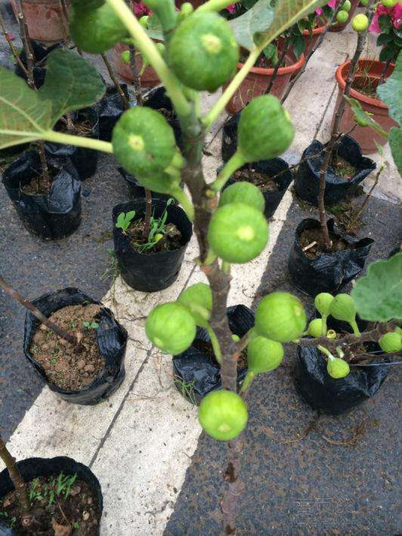 波姬红无花果，果大红且甜，包品种，现挖现发