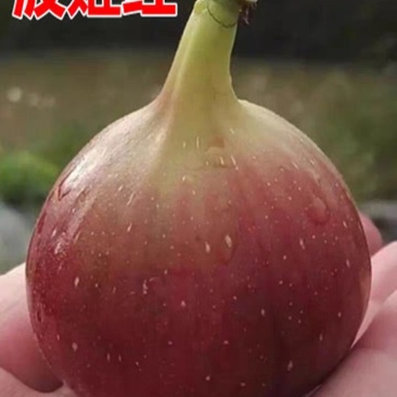 波姬红无花果，果大红且甜，包品种，现挖现发