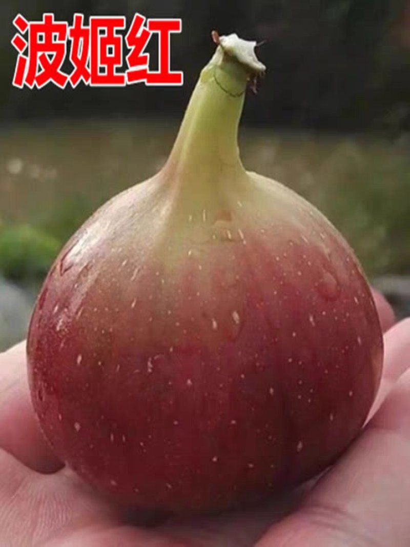 波姬红无花果，果大红且甜，包品种，现挖现发