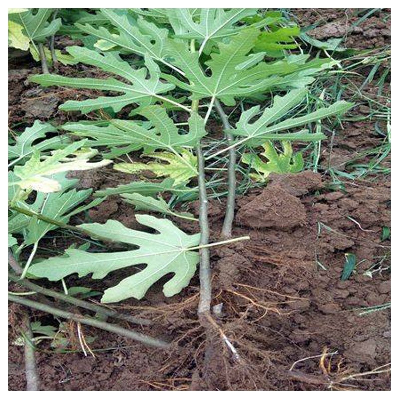 波姬红无花果，果大红且甜，包品种，现挖现发