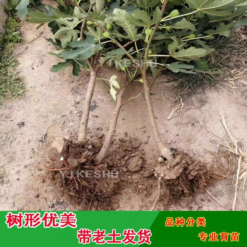 波姬红无花果，果大红且甜，包品种，现挖现发