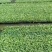 山东菜花苗包纯正苗场直供免费提供技术指导