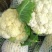 山东菜花苗包纯正苗场直供免费提供技术指导