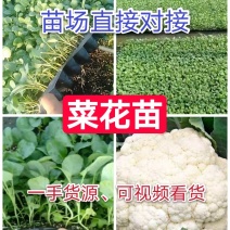 山东菜花苗包纯正苗场直供免费提供技术指导