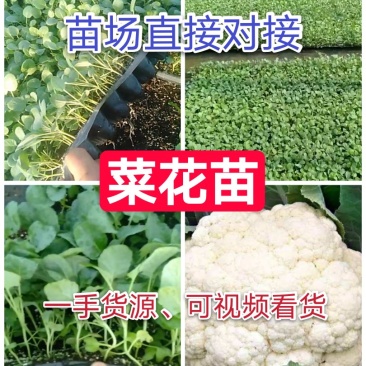 山东菜花苗包纯正苗场直供免费提供技术指导