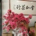 六安瓜片
