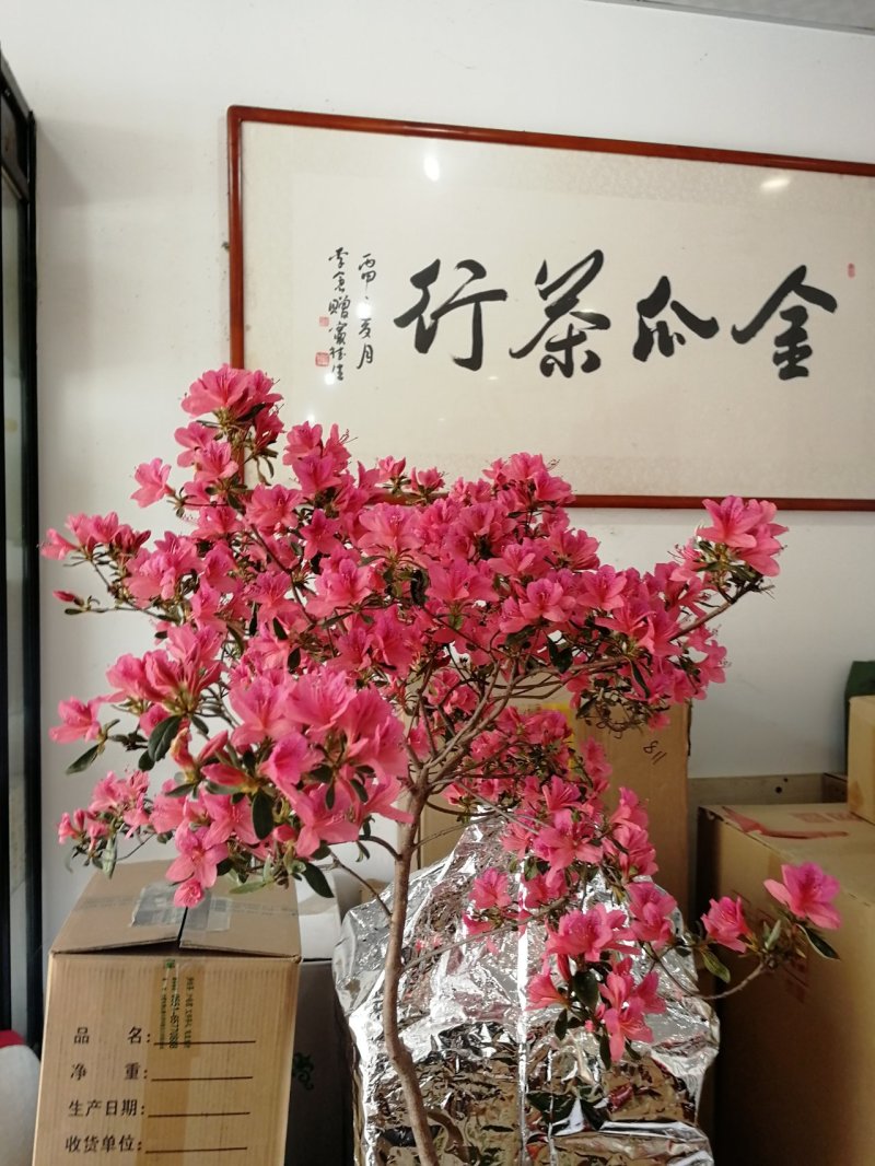 六安瓜片