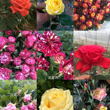 各种品种大花玫瑰月季小苗搭配发货基地直发
