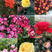 各种品种大花玫瑰月季小苗搭配发货基地直发