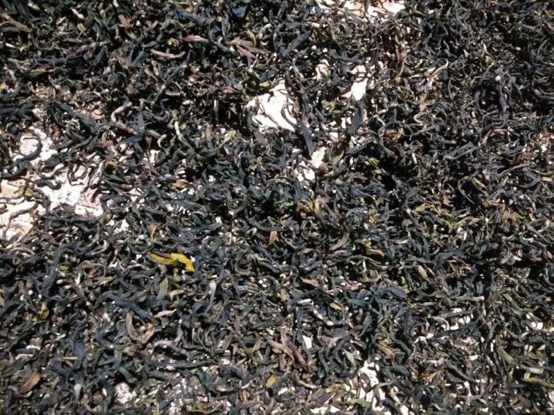 2028古树茶