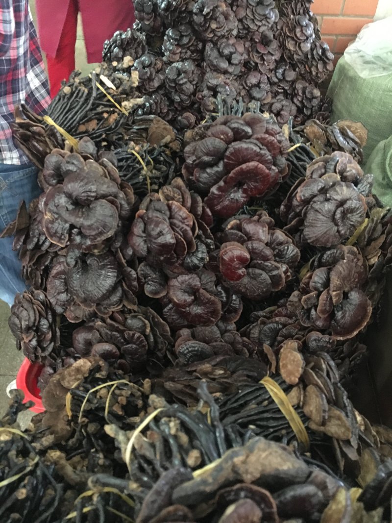 竹灵芝养生必食(各规格有货)