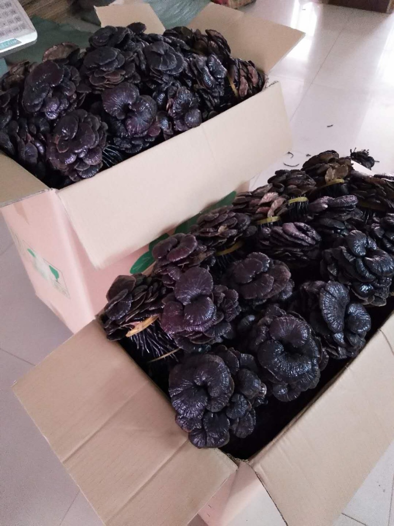 竹灵芝养生必食(各规格有货)