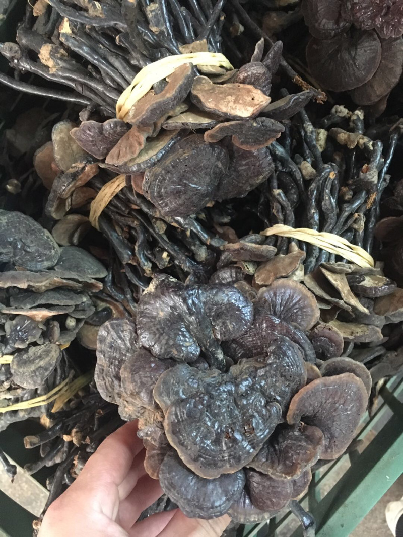 竹灵芝养生必食(各规格有货)