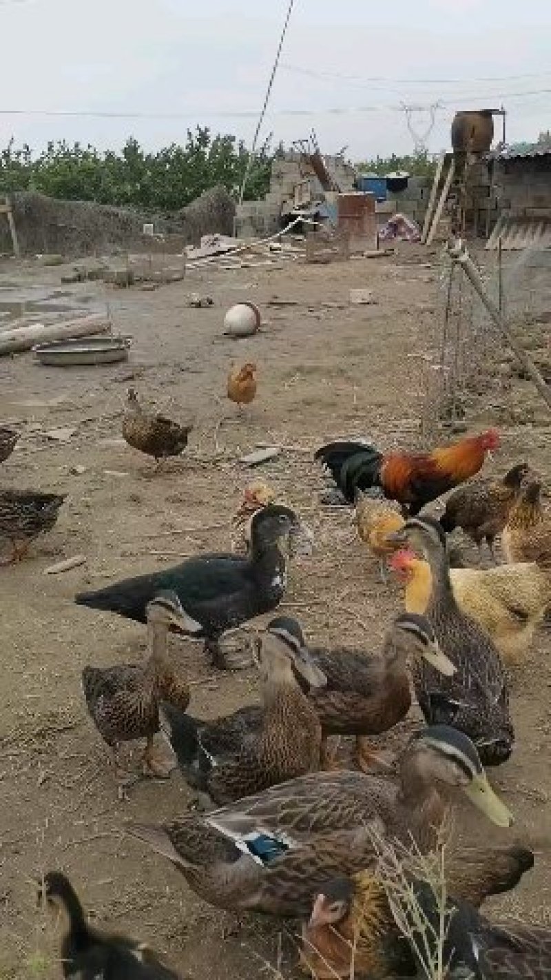 大量出售原鸡种蛋，野鸭子种蛋