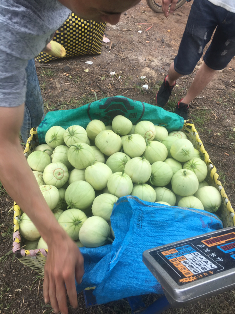 香瓜，香瓜，香瓜正宗广西宾阳广密一号，