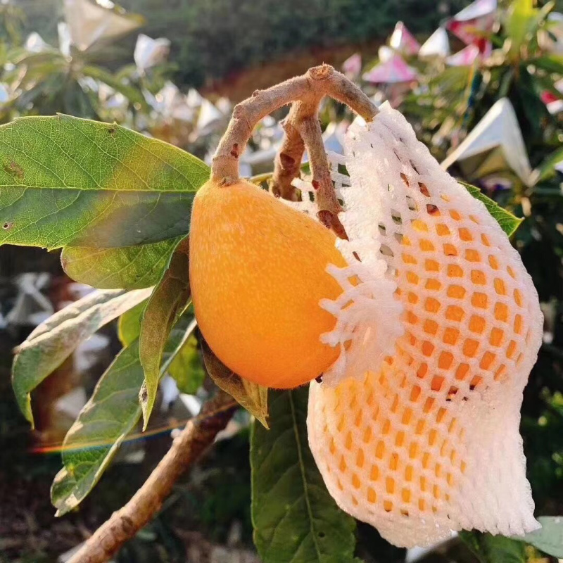 枇杷
