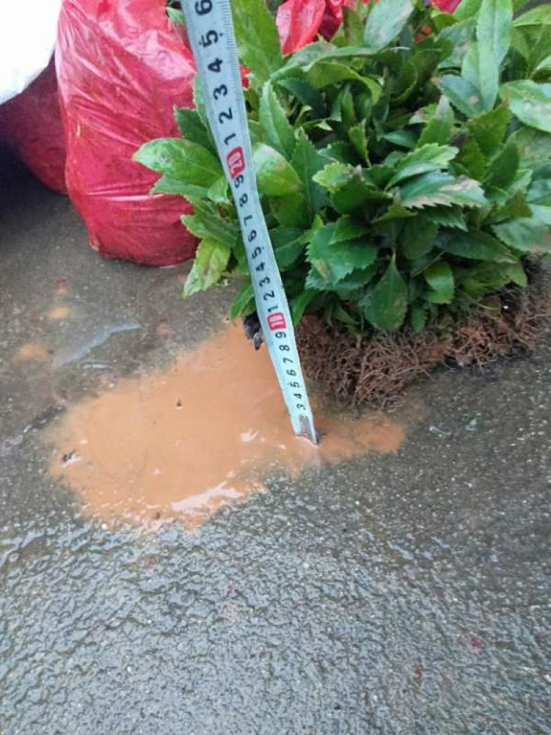 大量供应草珊瑚苗。。。。