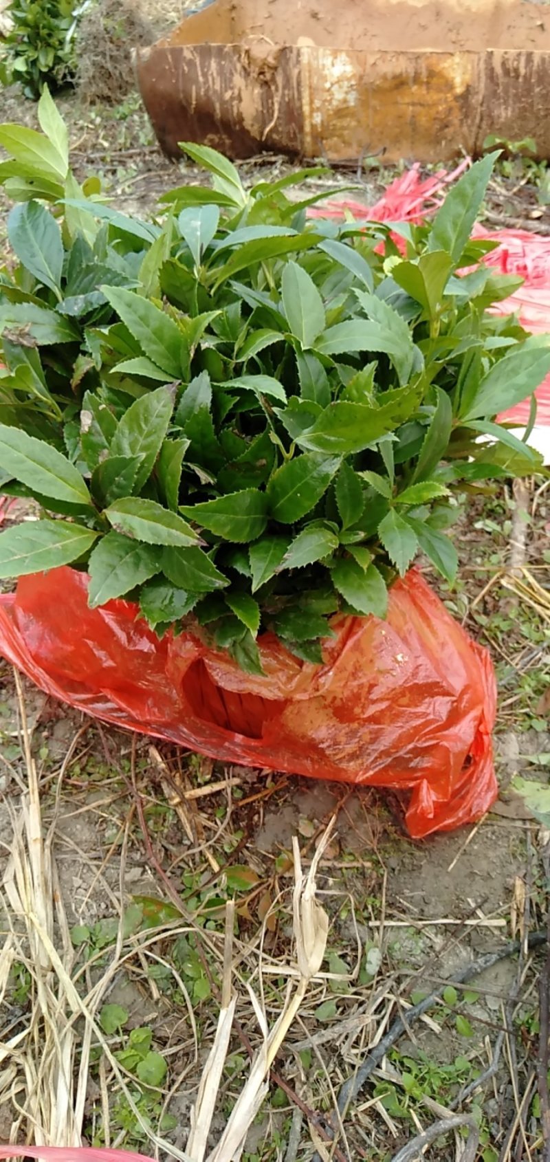 大量供应草珊瑚苗。。。。